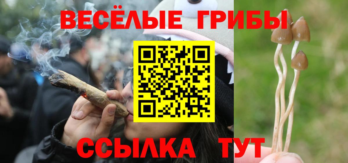 Псилоцибиновые грибы Psilocybe  Усть-Лабинск 