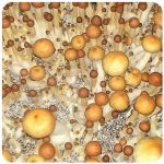 Псилоцибиновые (галлюциногенные)  грибы Psilocybin "Golden Teacher" в Усть-Лабинске