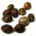 Семена марихуаны АК-47  (Seeds AK-47) в Усть-Лабинске